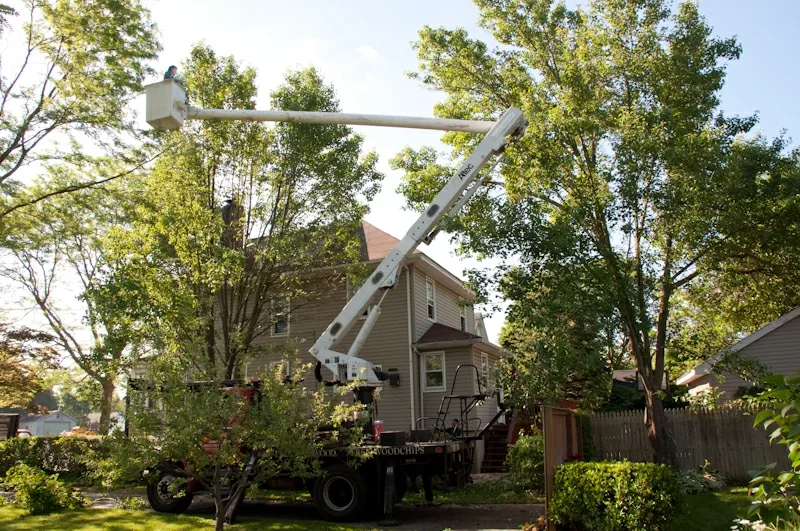 Joe's Complete Tree Service work site