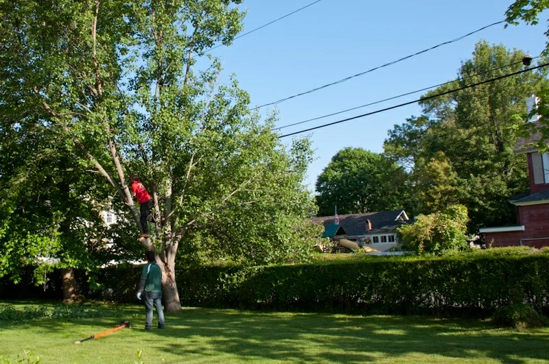 Joe's Complete Tree Service gallery 3