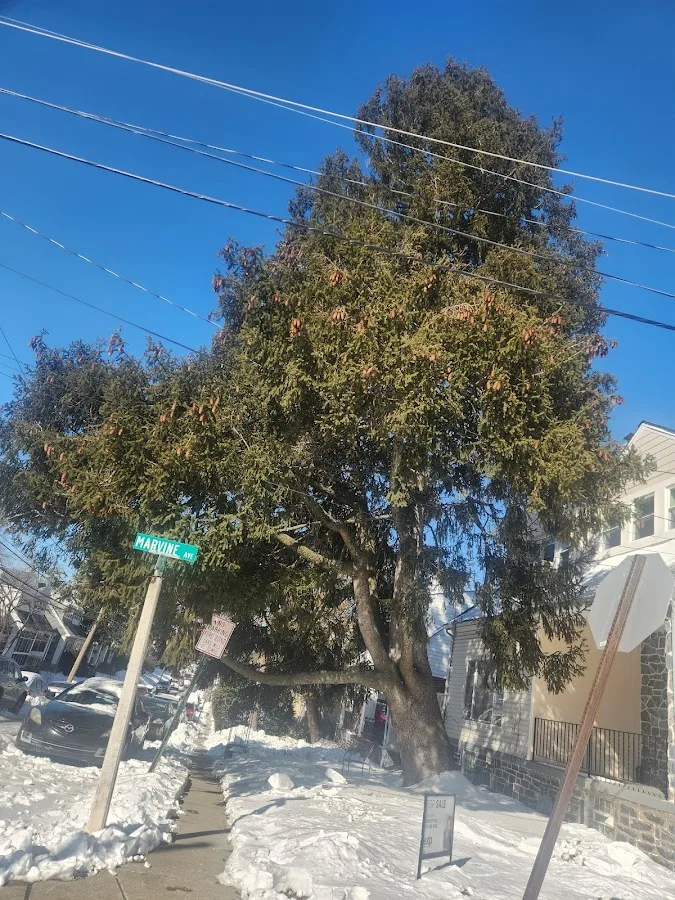 JP Tree Service gallery 2