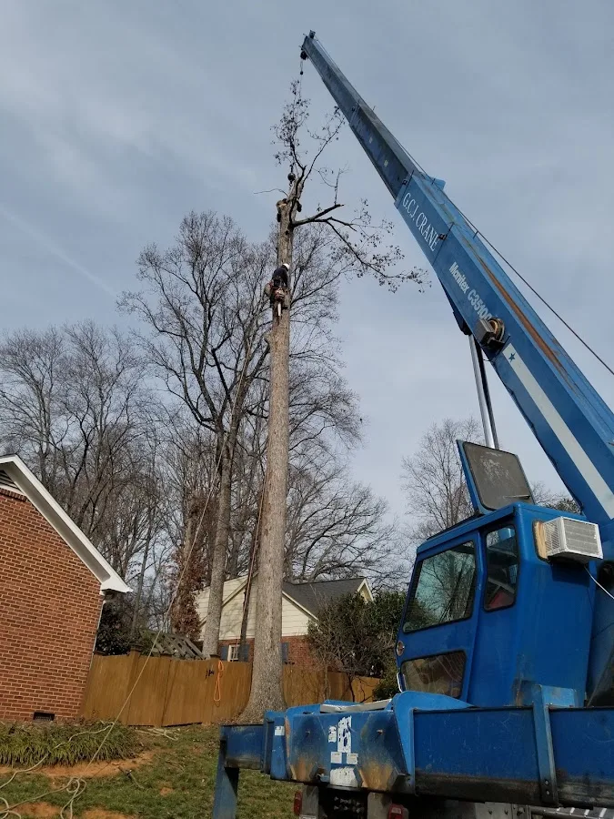 JR Tree Service & Landscaping gallery 2