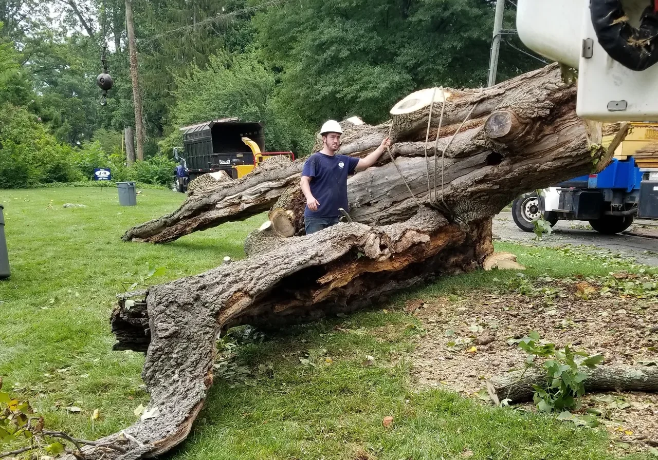 JR Tree Service & Landscaping gallery 5