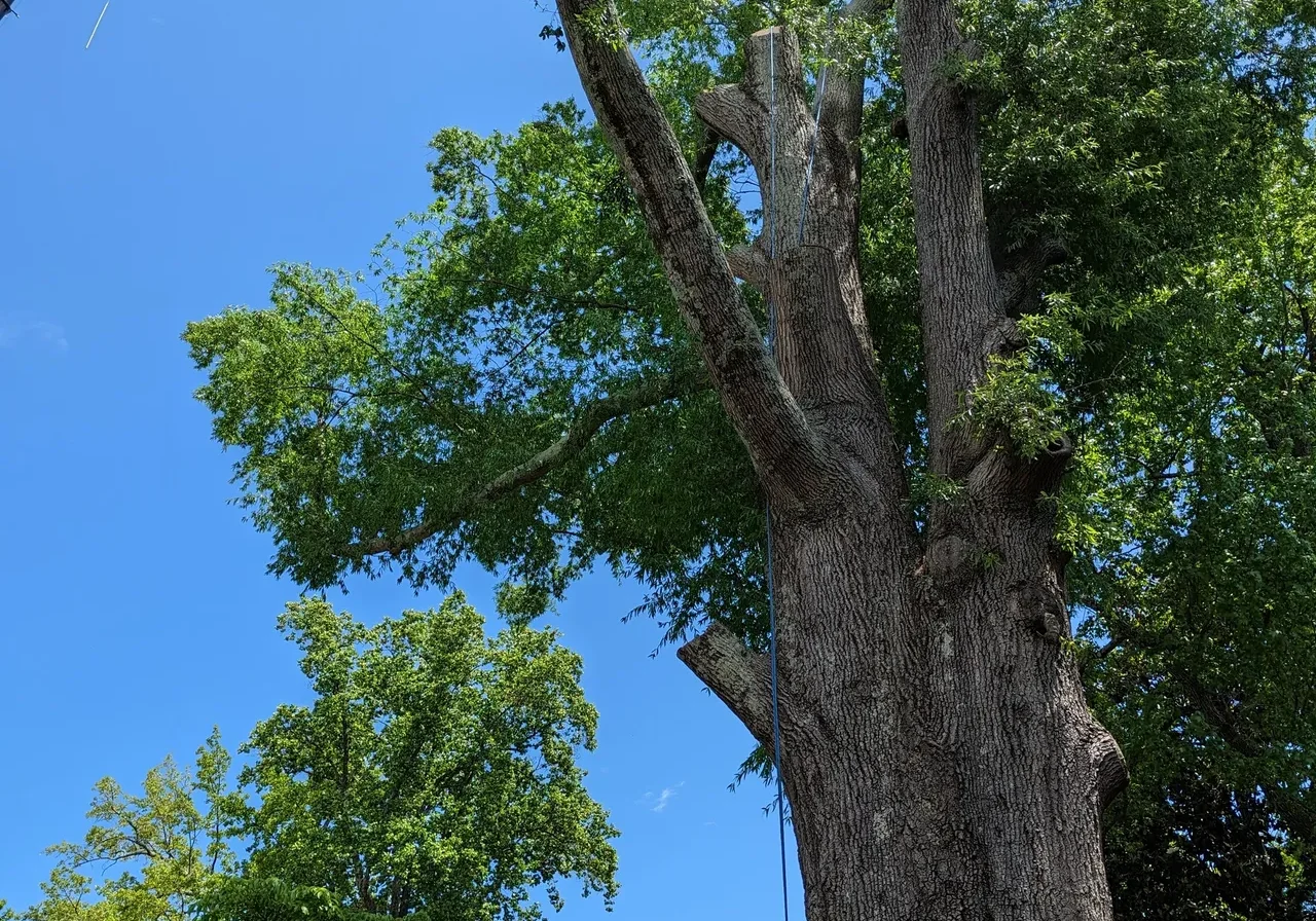 JR Tree Service & Landscaping gallery 6