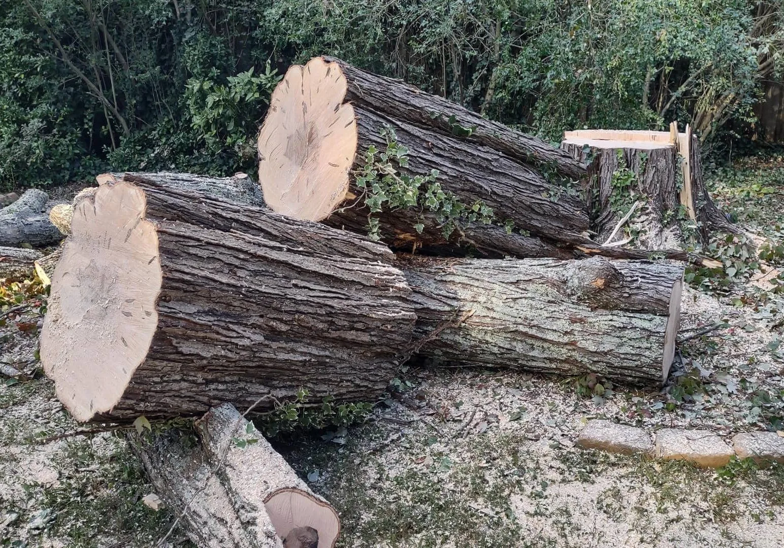 JR Tree Service & Landscaping gallery 7