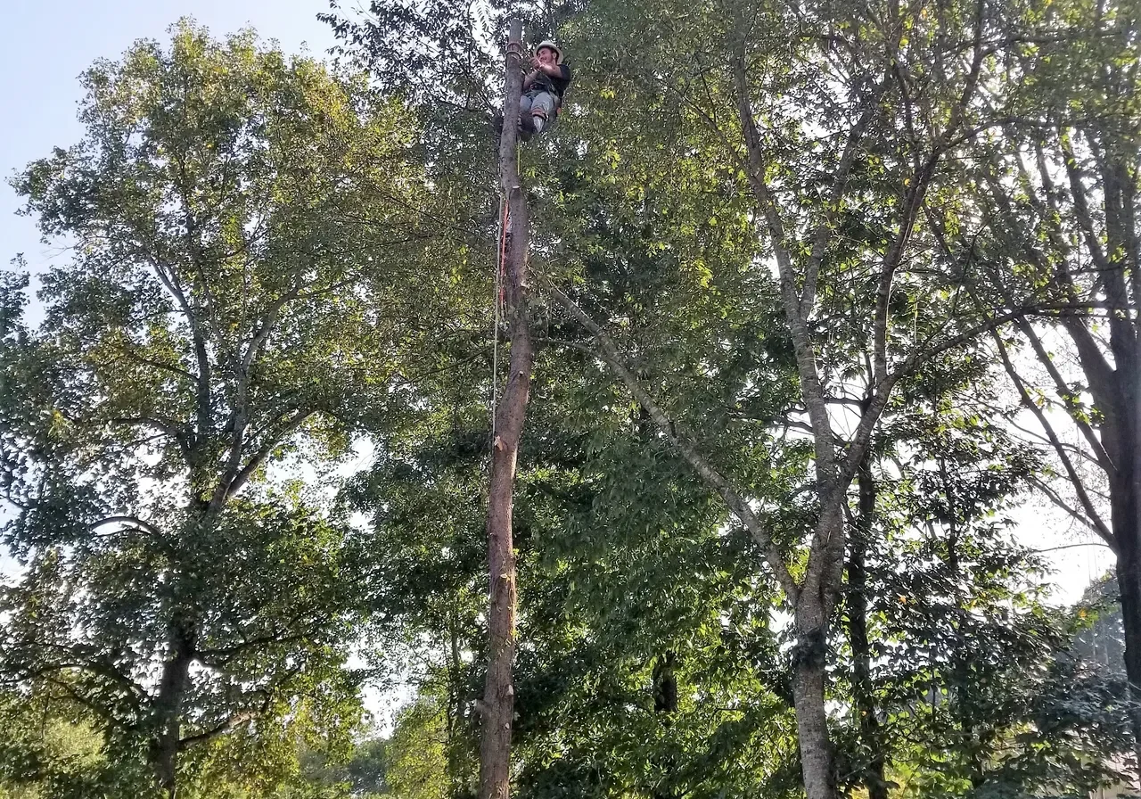 JR Tree Service & Landscaping gallery 8