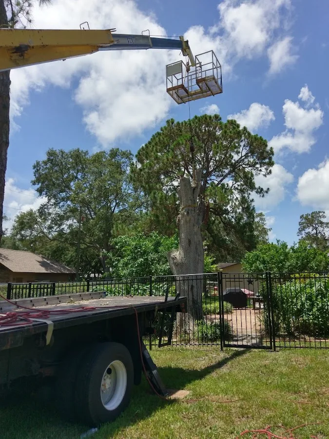 Jr Trees Service