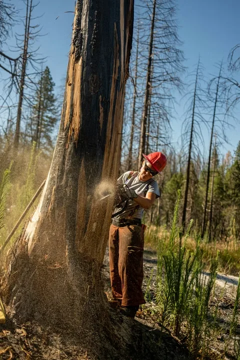 JT Tree Service gallery 4