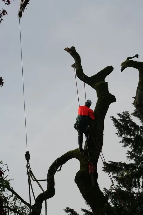 JT Tree Service gallery 5