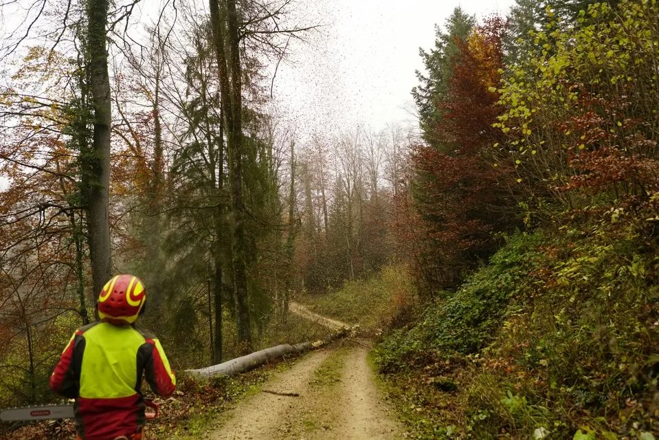 JT Tree Service gallery 6