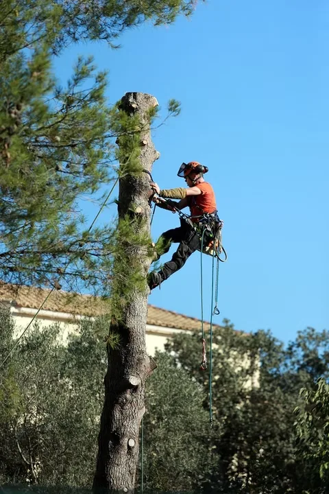 JT Tree Service gallery 7