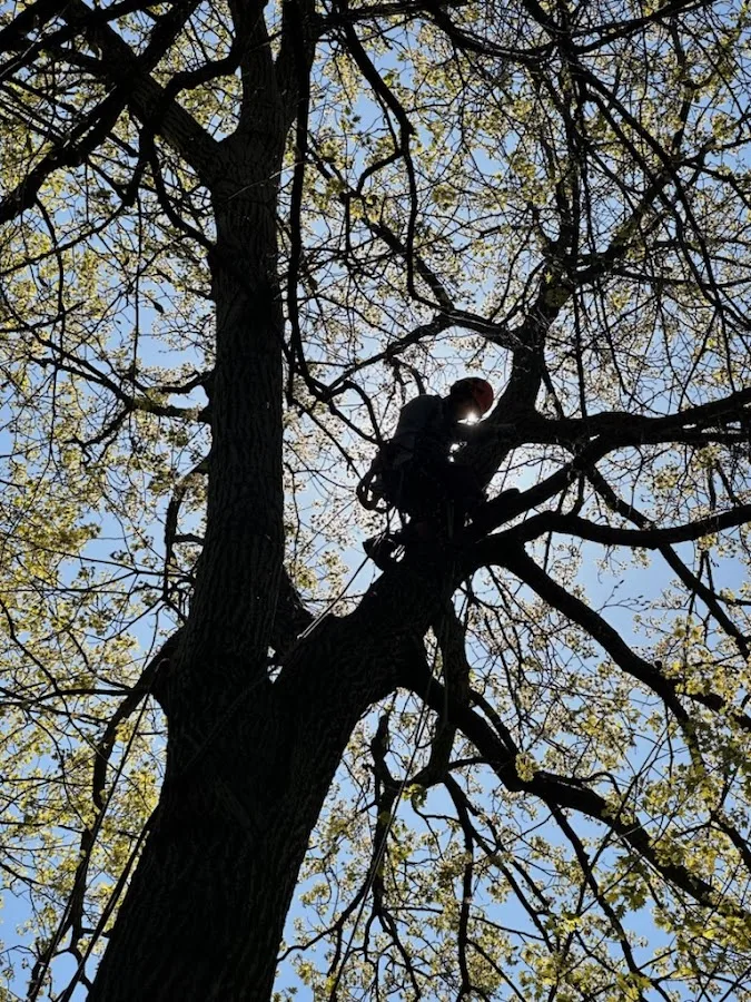 JTP Tree work site