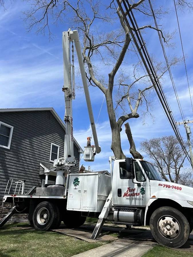 K & D Tree Masters Inc gallery 2