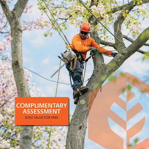 K&J Tree Service in Stamford: A Scope-First Review for Norwalk Properties