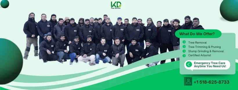 KD Tree Service Albany NY work site
