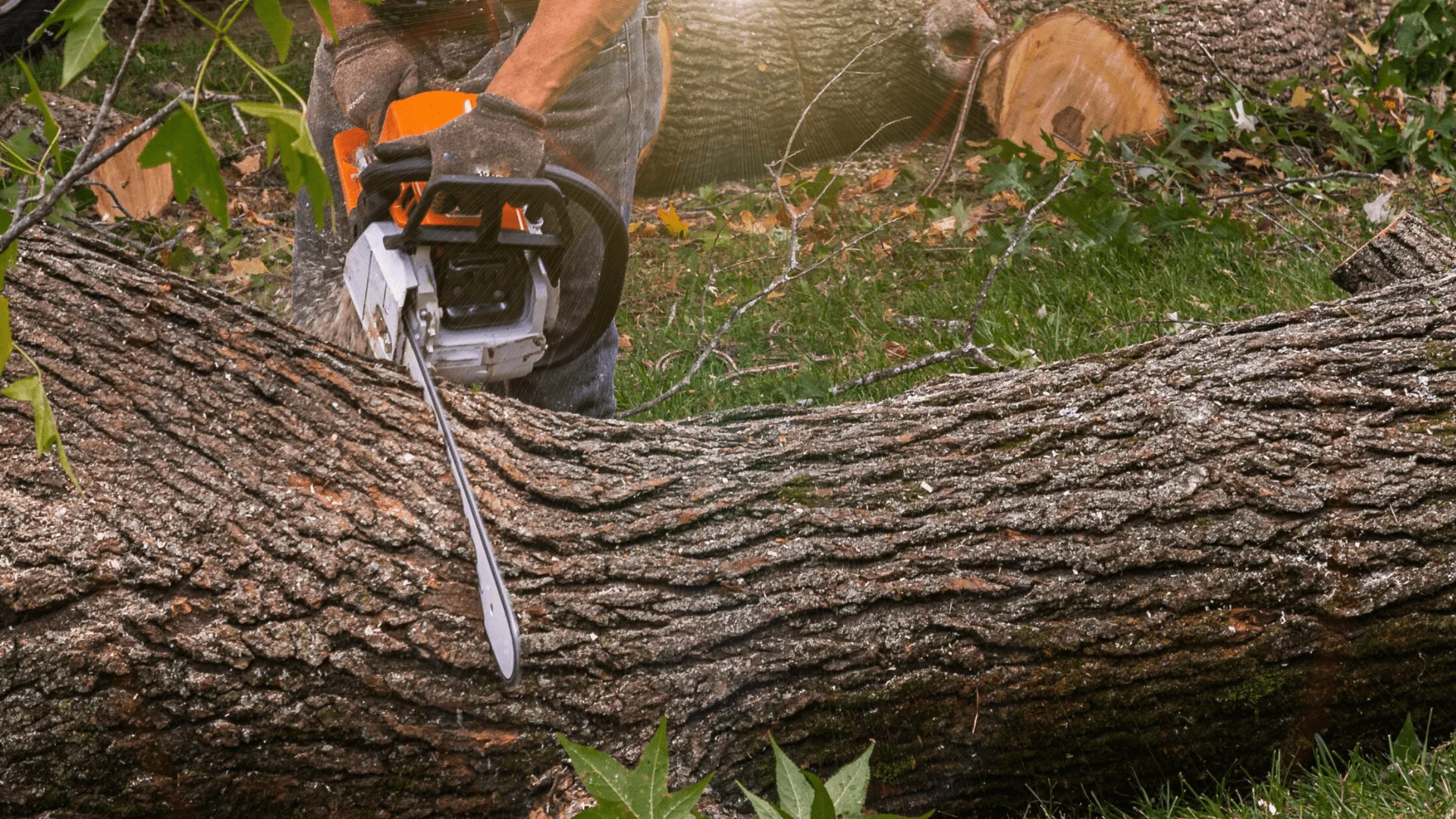 KD Tree Service Albany NY gallery 6