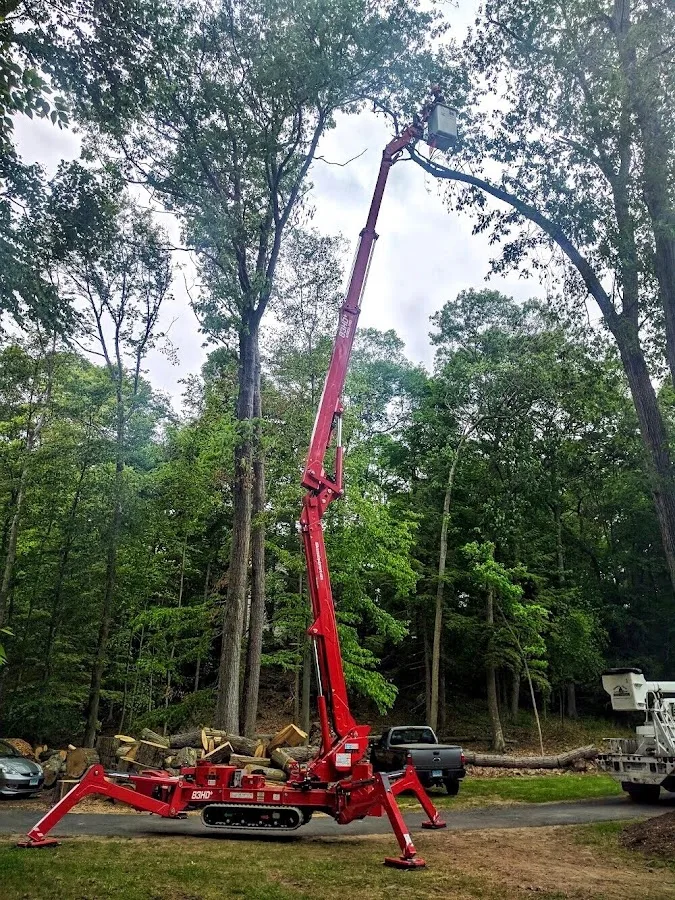 KD Tree Service Rochester NY work site