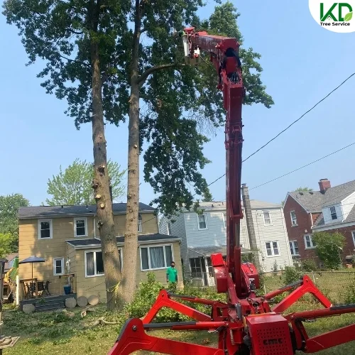 KD Tree Syracuse NY gallery 2