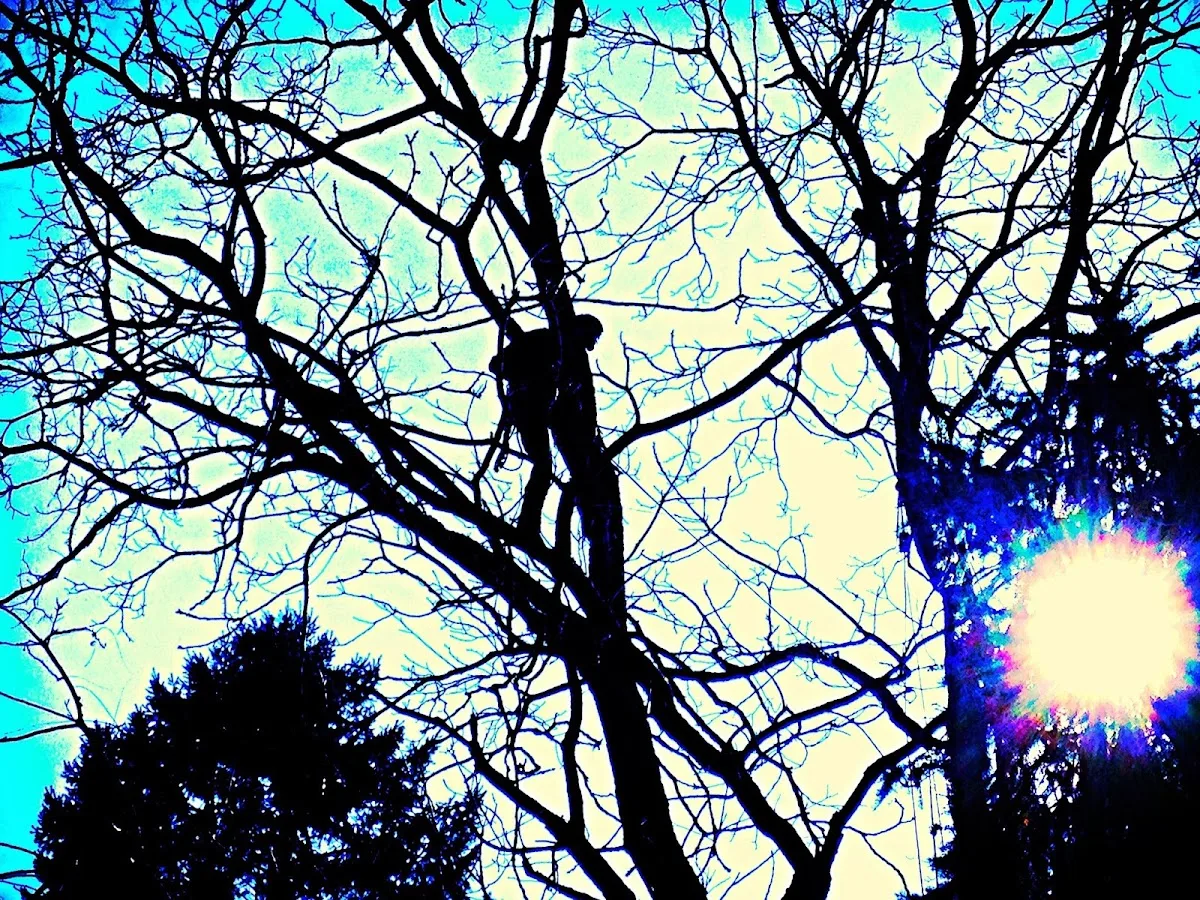 Kruljac Tree Services