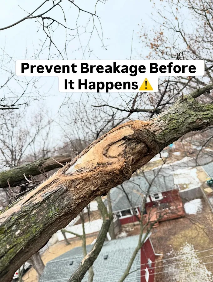 KVN Pro Tree Services LLC gallery 2