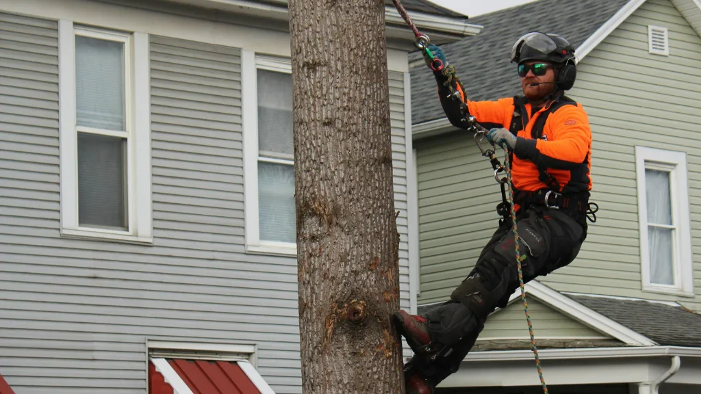 Lakewood Tree Service gallery 2
