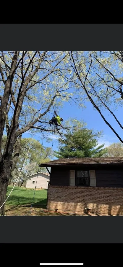 Lehigh Valley Tree Service