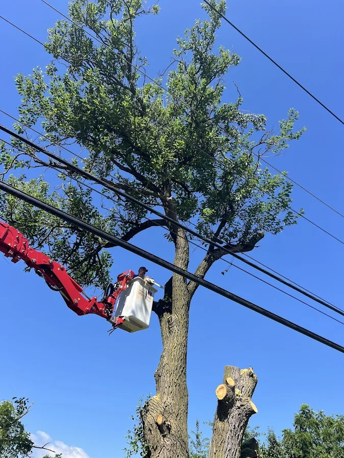 Lenk Tree Service work site
