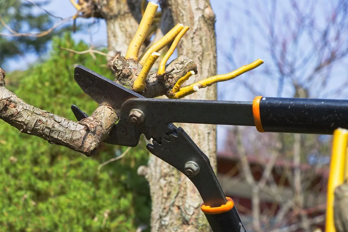 Levi's Tree Service LLC gallery 2