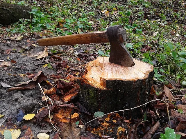 Lexington Tree Service Pros work site