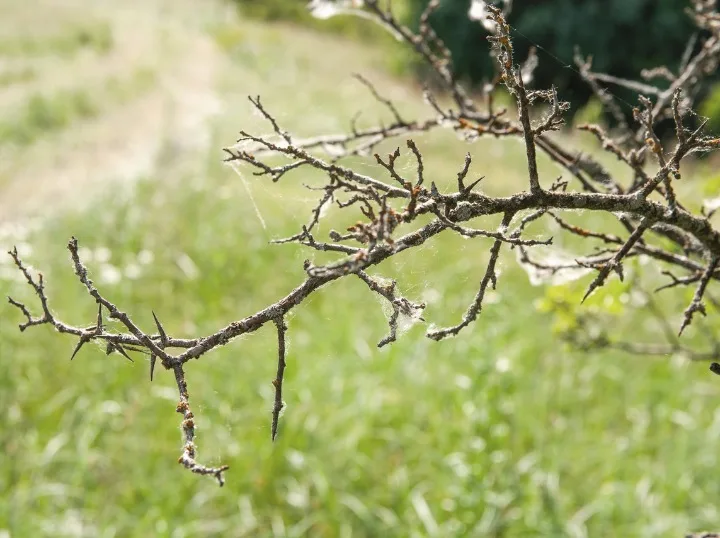 Limbwalker Tree Service gallery 2