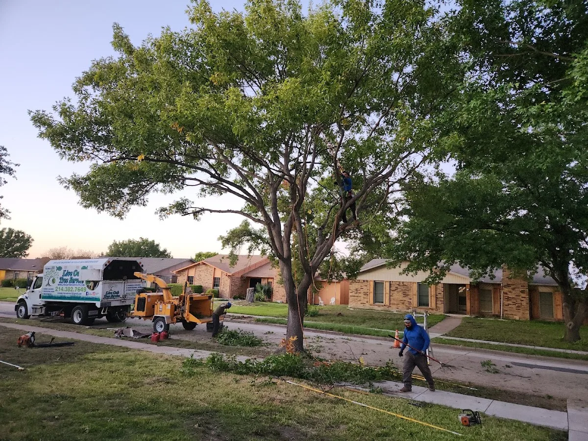 Live Oak Tree Service