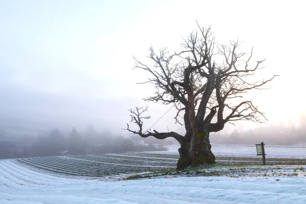 Lively Oak gallery 3