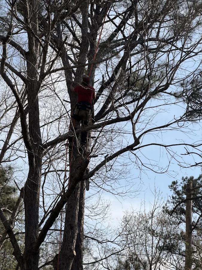 Log and Leaf Tree Service work site