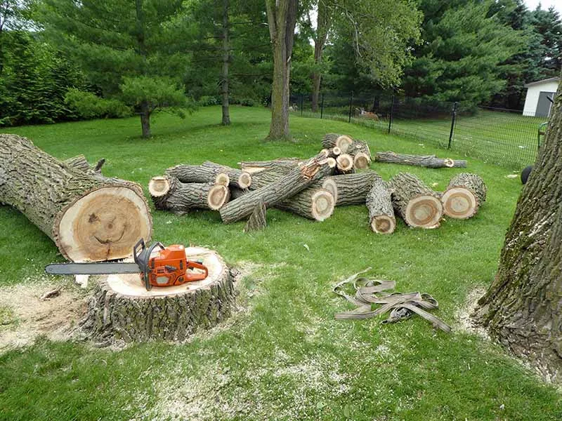 Long Island Tree & Landscape Service, Inc. gallery 5