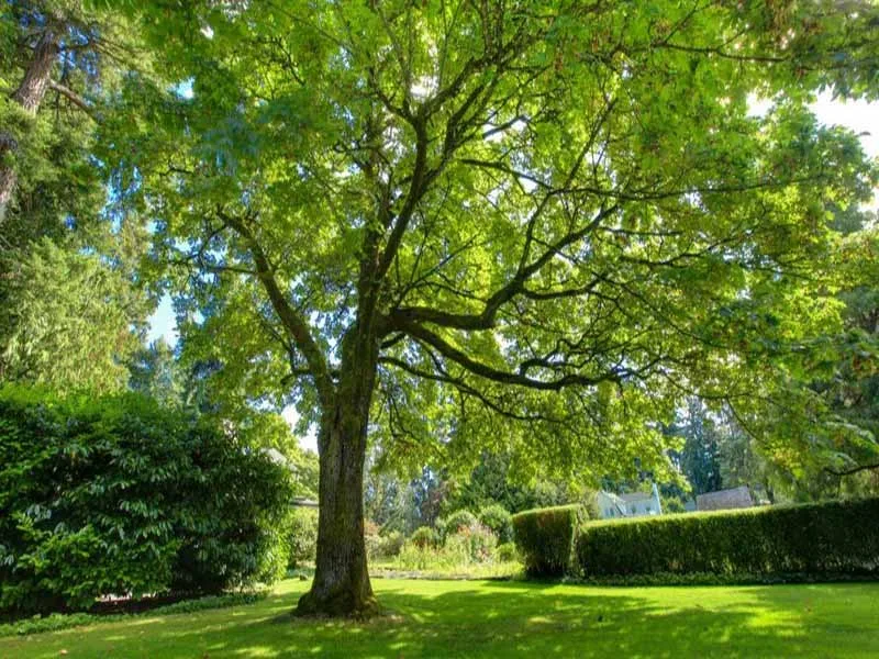 Long Island Tree & Landscape Service, Inc. gallery 6