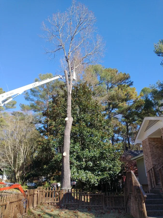 Longhorn Tree Service gallery 2