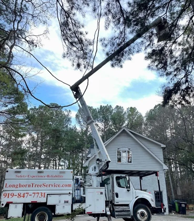 Longhorn Tree Service gallery 3