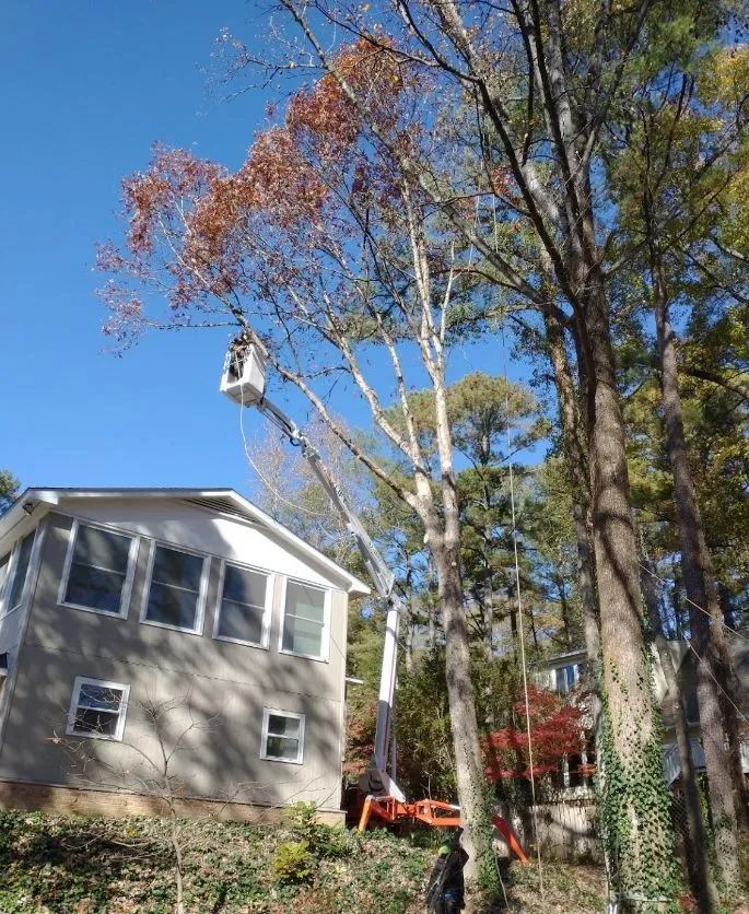 Longhorn Tree Service gallery 4