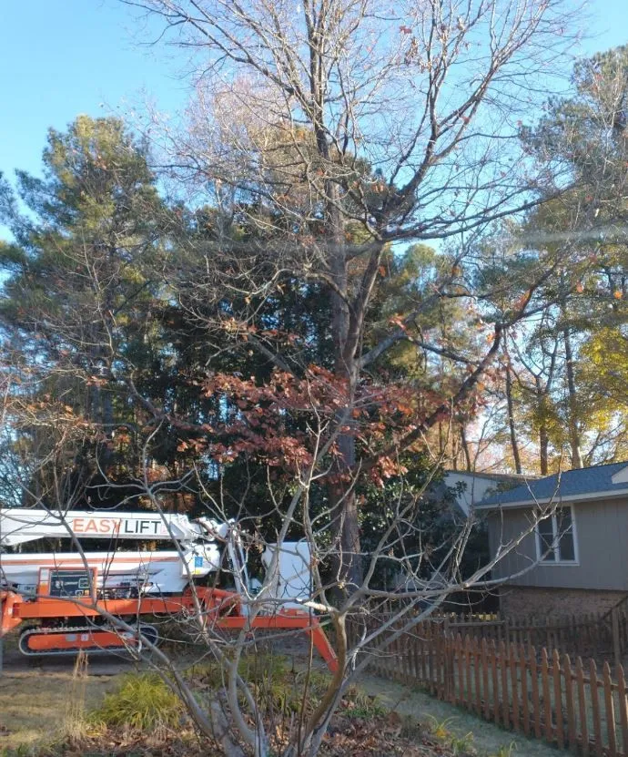 Longhorn Tree Service gallery 5