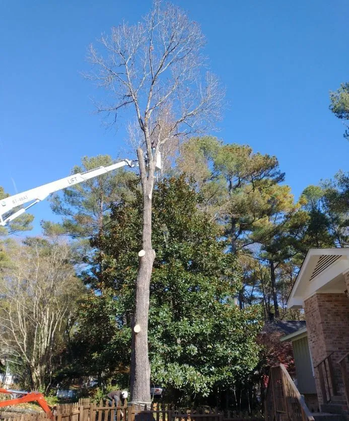 Longhorn Tree Service gallery 6