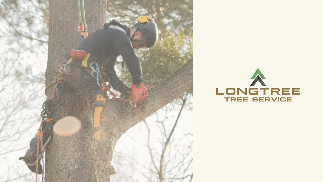 Longtree Tree Service gallery 2