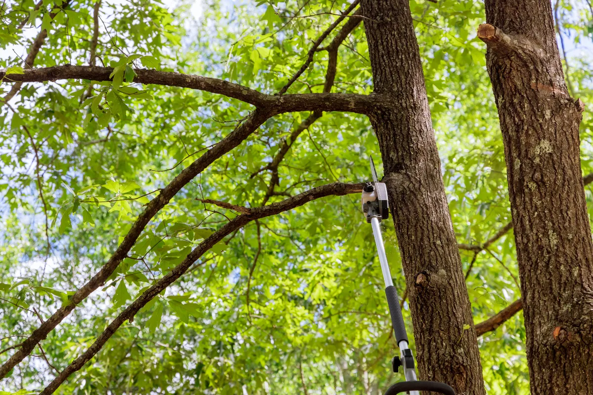 Longtree Tree Service gallery 4