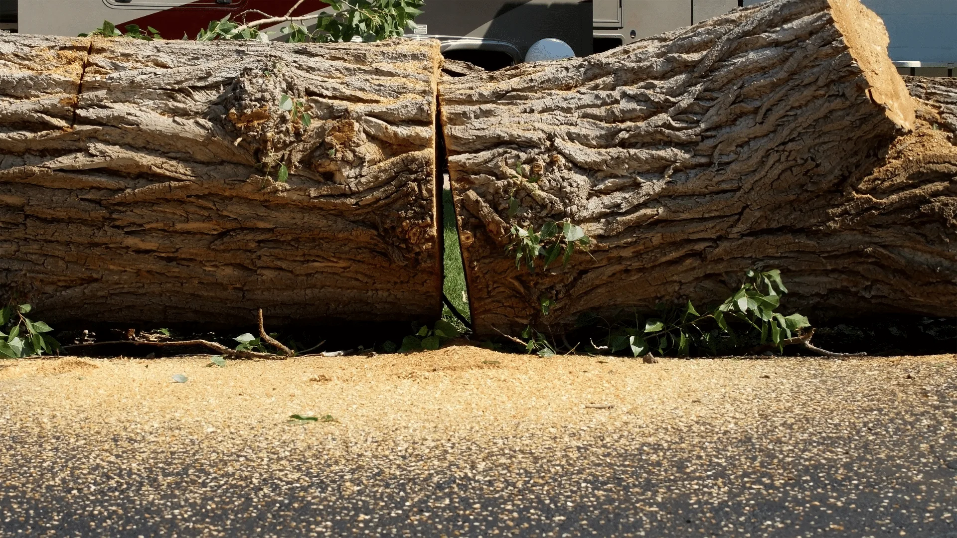 Longtree Tree Service gallery 6