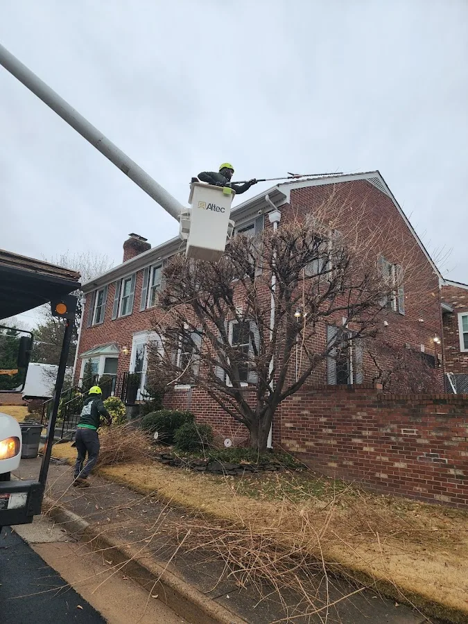 Lopez Tree Services gallery 2