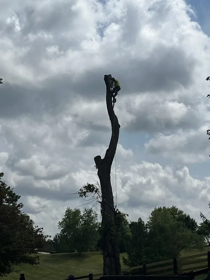 Los primos tree services and landscaping LLC