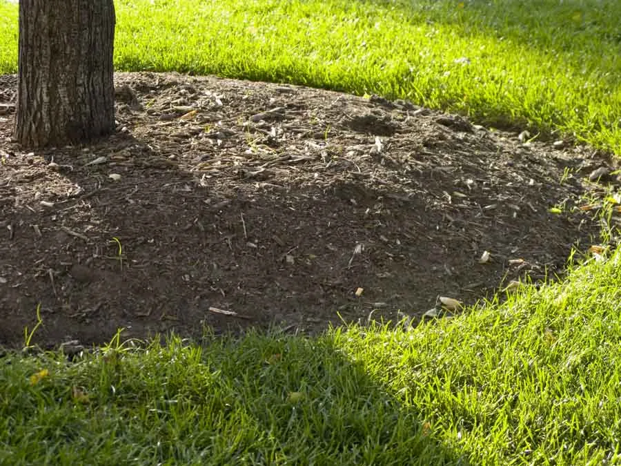Lucas Tree Experts in Portland: Plan a Clearer Tree-Service Request