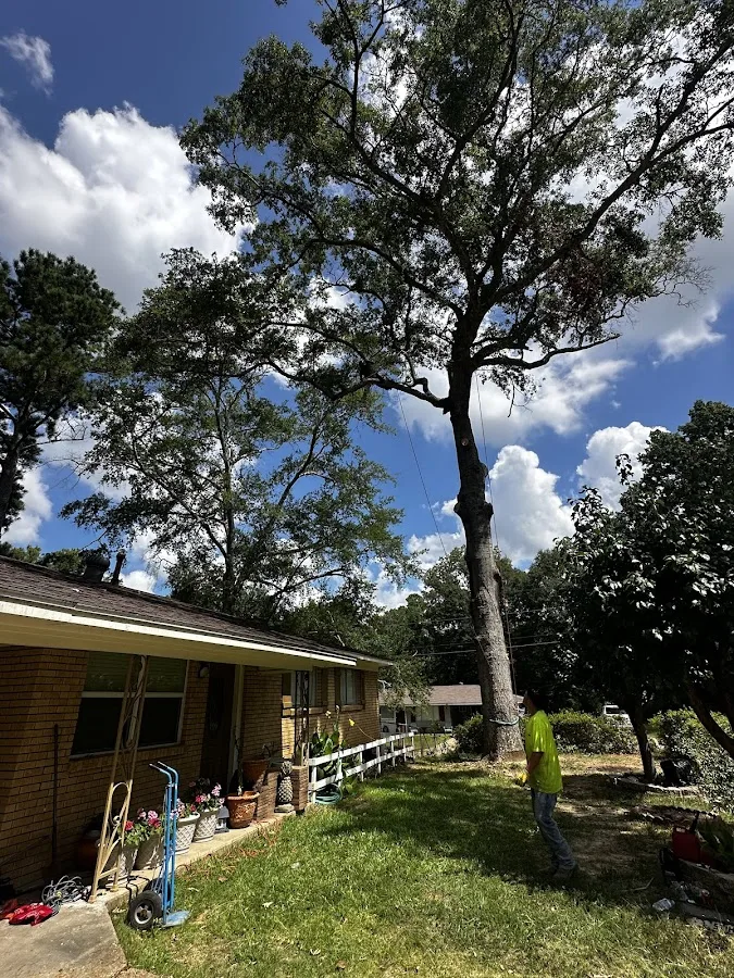 Lucky's Tree Experts