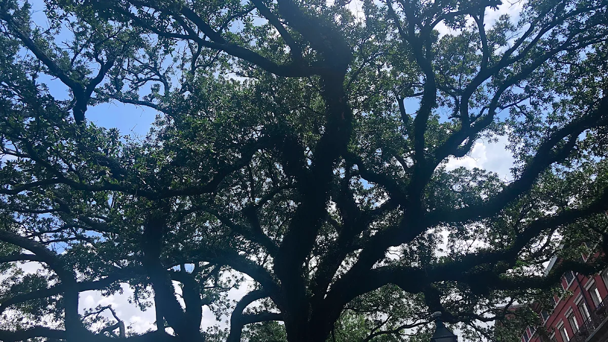 Luna Tree Care LLC