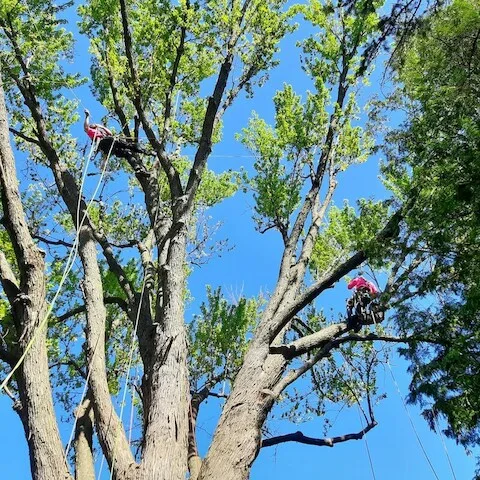 LundinTree