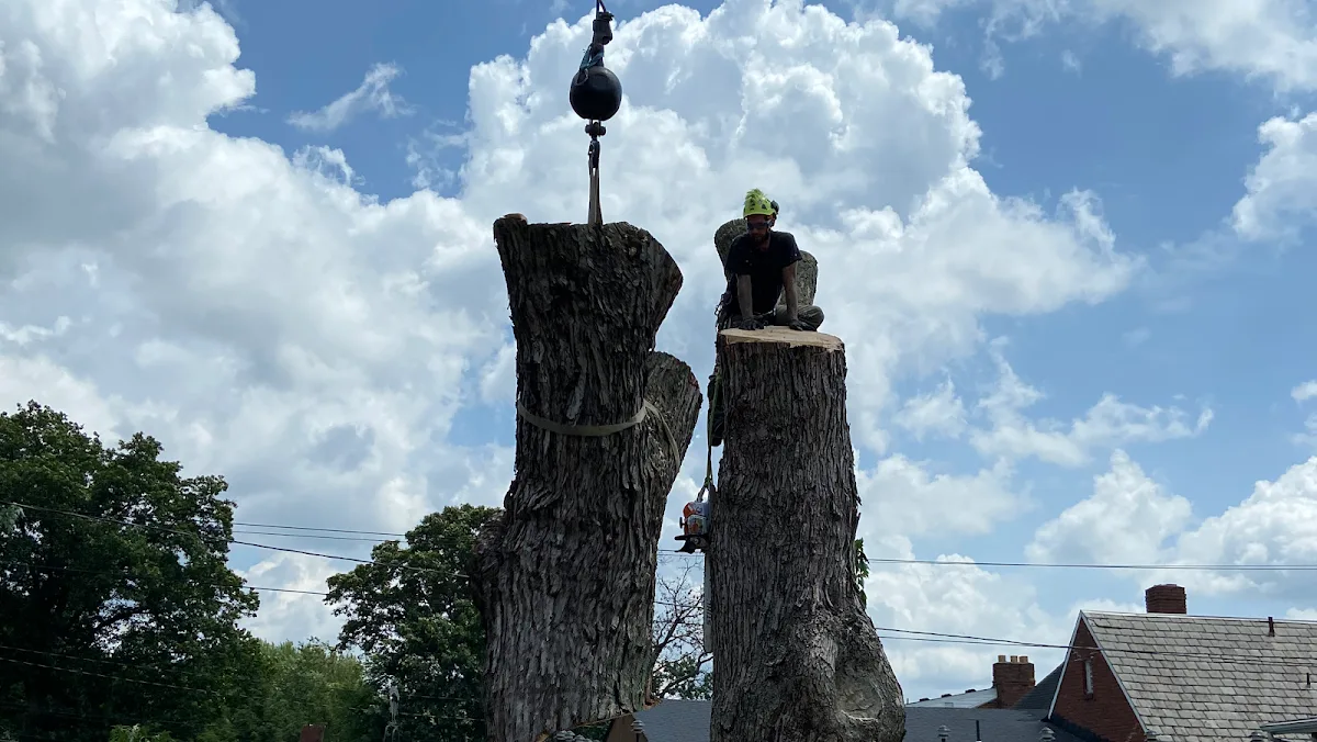 M and S Tree Care