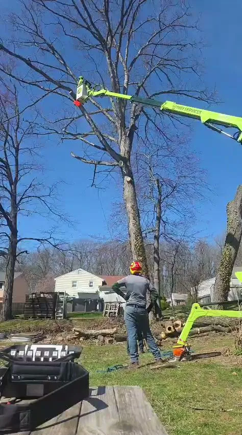 M&G Tree Services (West Hartford, CT): How to Compare Tree Removal, Stump Grinding, and Crane Work Bids