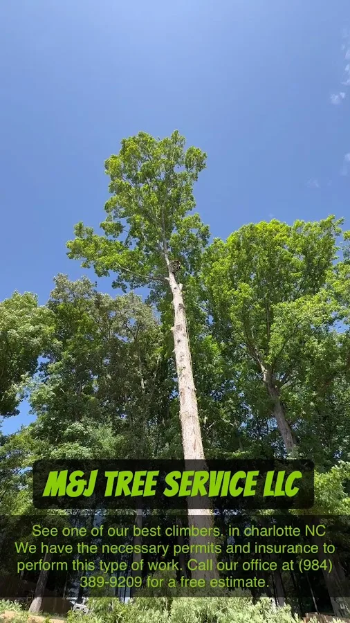 M&J Tree Service LLC gallery 2